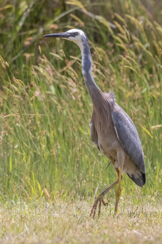 Click image for larger version  Name:	White Faced Heron.jpg Views:	0 Size:	190.6 KB ID:	467306