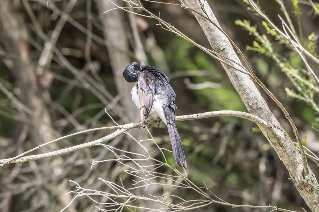 Click image for larger version  Name:	Satin Flycatcher 2.jpg Views:	0 Size:	192.6 KB ID:	467305