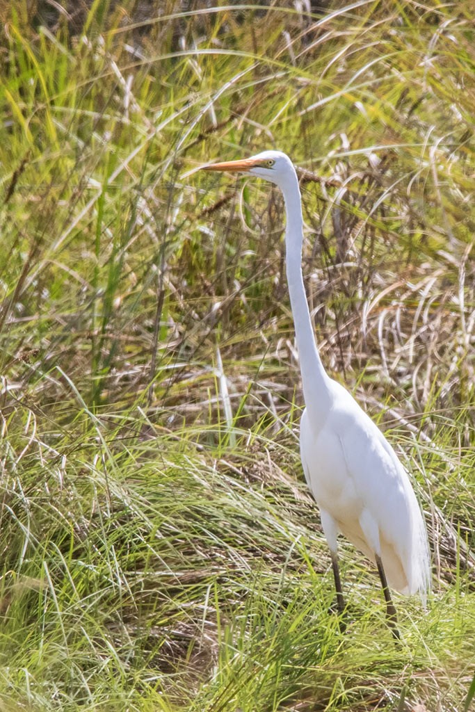 Click image for larger version  Name:	Great Egret.jpg Views:	0 Size:	267.1 KB ID:	467308