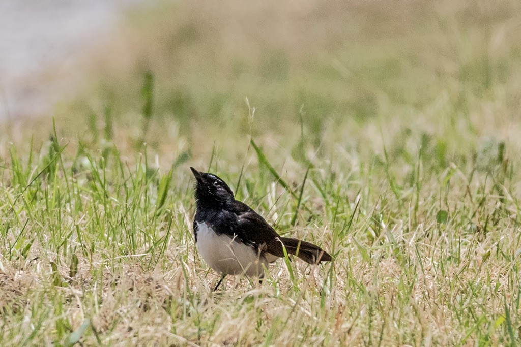 Click image for larger version  Name:	Satin Flycatcher.jpg Views:	0 Size:	200.1 KB ID:	467304