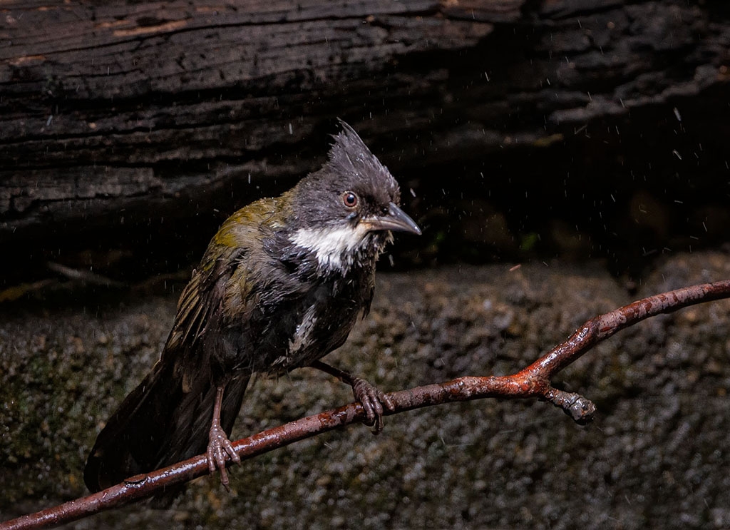 Eastern Whipbird after bath