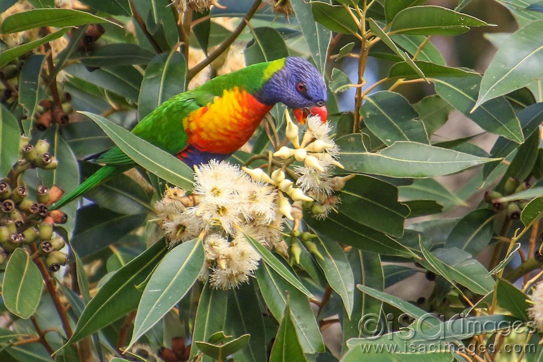 Click image for larger version

Name:	9151-Rainbow_Lorikeet.jpg
Views:	130
Size:	138.0 KB
ID:	479036