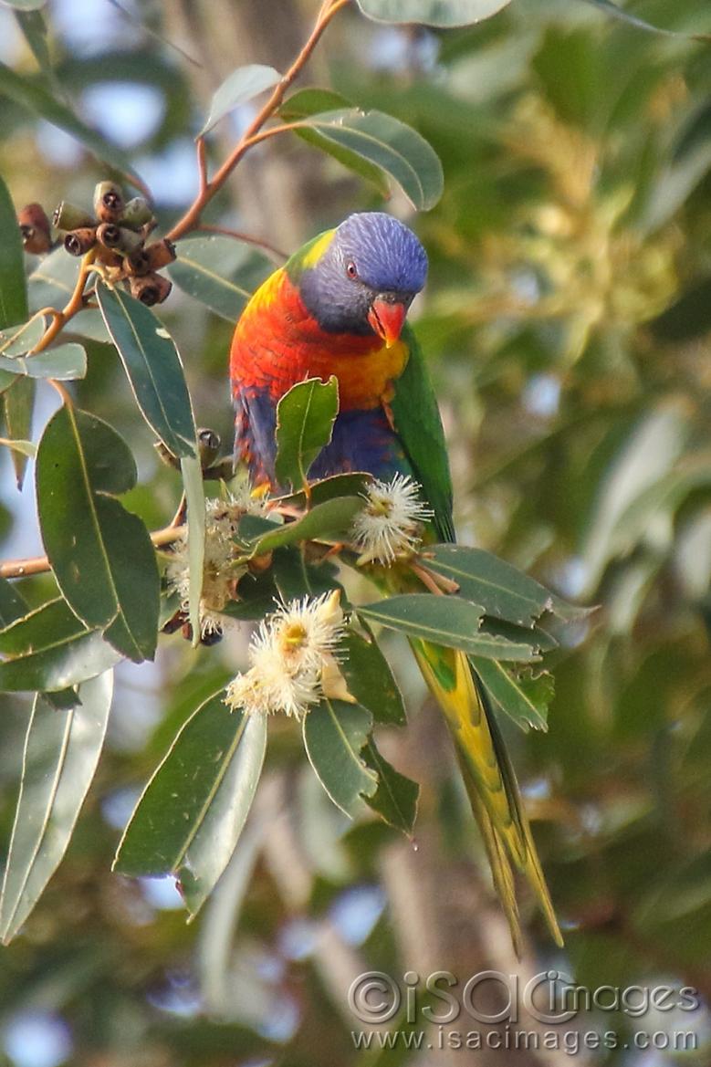 Click image for larger version

Name:	9145-Rainbow_Lorikeet.jpg
Views:	113
Size:	115.1 KB
ID:	479035