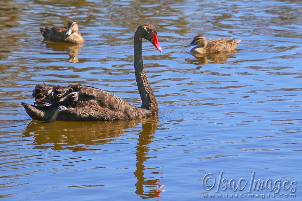 Click image for larger version

Name:	5371-Swan_Pacific_Black_Ducks.jpg
Views:	101
Size:	118.3 KB
ID:	483289