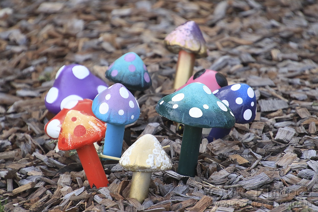 Click image for larger version

Name:	4657-Fungi.jpg
Views:	56
Size:	510.6 KB
ID:	475192