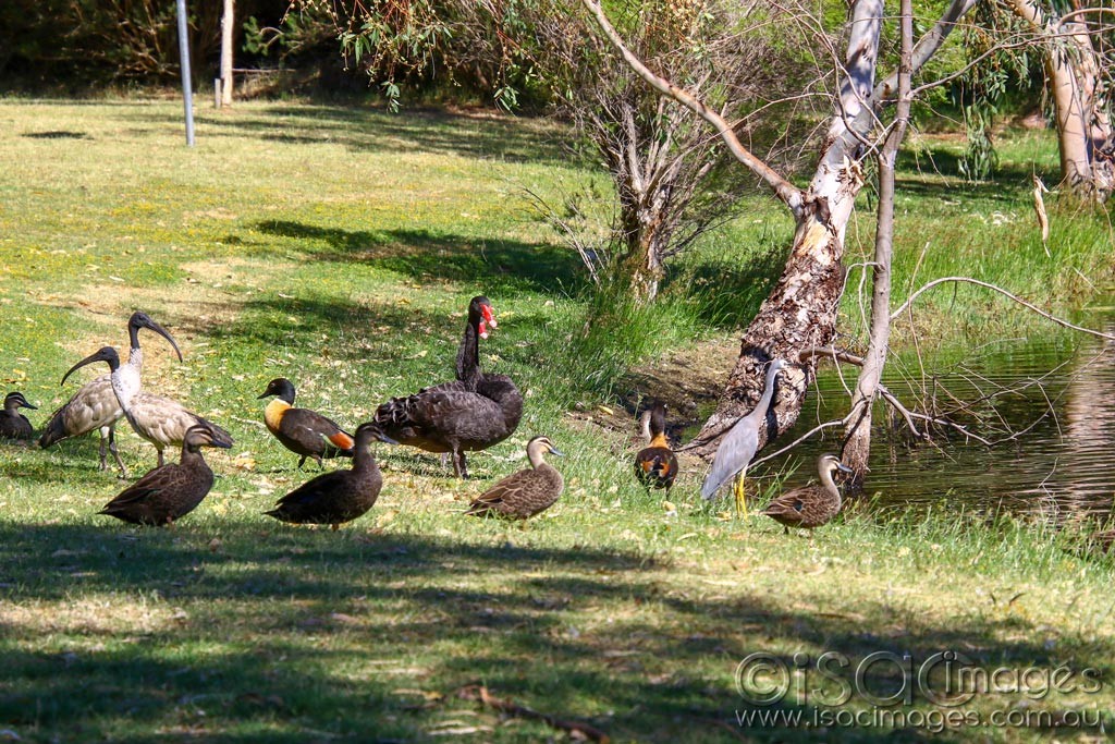 Click image for larger version

Name:	2979-Ducks_at_Lakex6.jpg
Views:	32
Size:	303.8 KB
ID:	467837