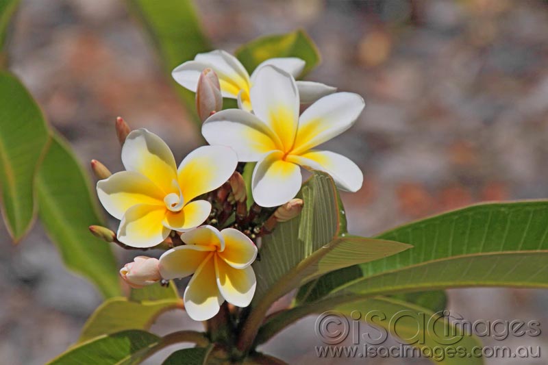 Click image for larger version

Name:	Frangipani--1.jpg
Views:	13
Size:	46.6 KB
ID:	436423