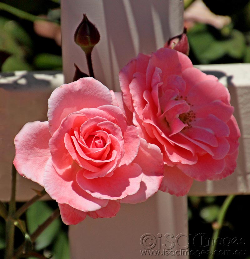 Click image for larger version

Name:	Pink--Roses.jpg
Views:	13
Size:	78.1 KB
ID:	436424