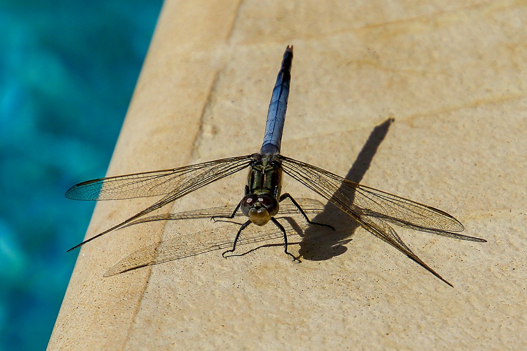 Click image for larger version  Name:	3248-Dragonfly.jpg Views:	0 Size:	181.2 KB ID:	467862