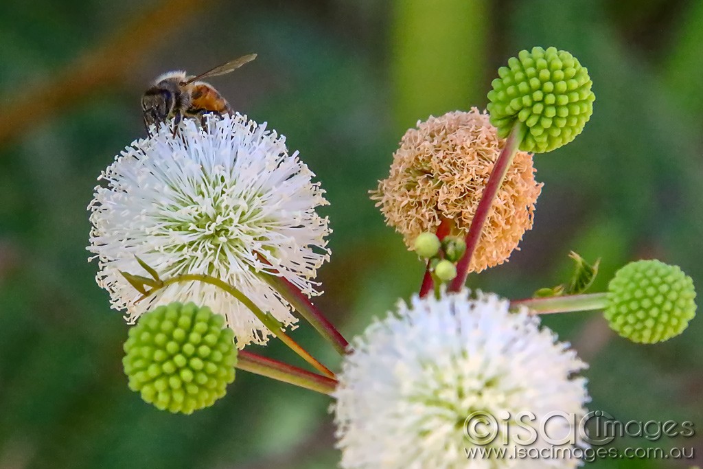 Click image for larger version  Name:	3204-Bee_on_Leucaena_leucocephala.jpg Views:	0 Size:	158.9 KB ID:	467863