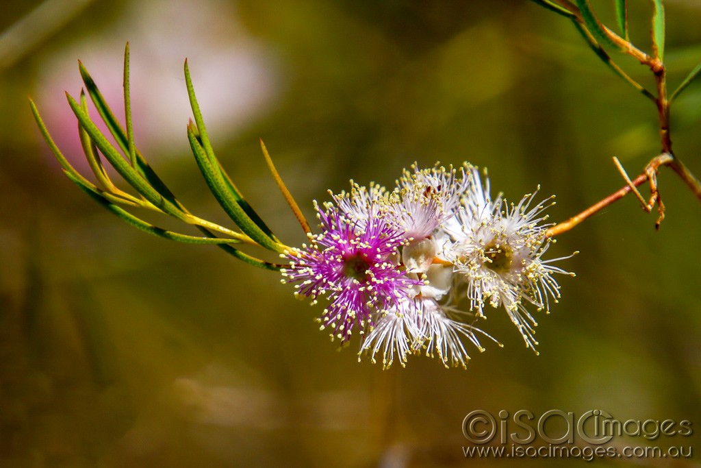 Click image for larger version  Name:	2736_Bottlebrush_2xColour.jpg Views:	0 Size:	140.7 KB ID:	467631