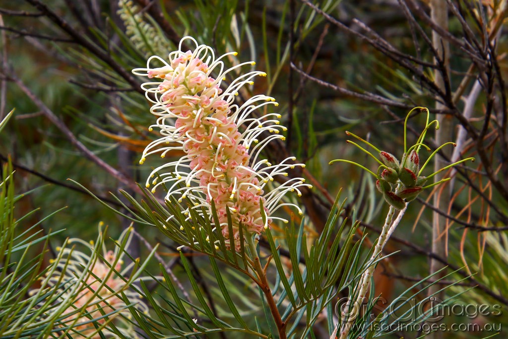 Click image for larger version

Name:	3339-Grevillea.jpg
Views:	41
Size:	215.1 KB
ID:	467917