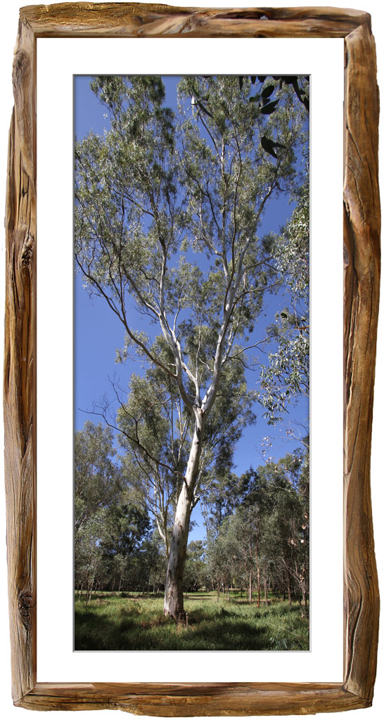 Click image for larger version

Name:	Tree-Framed.jpg
Views:	1219
Size:	199.2 KB
ID:	440451