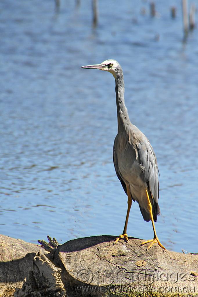 Click image for larger version

Name:	White-Faced-Heron-1.jpg
Views:	493
Size:	84.3 KB
ID:	440453