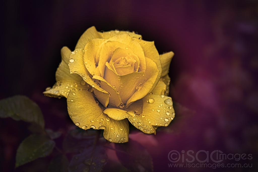 Click image for larger version

Name:	6539-Yellow_Rose-1.jpg
Views:	61
Size:	336.0 KB
ID:	471080