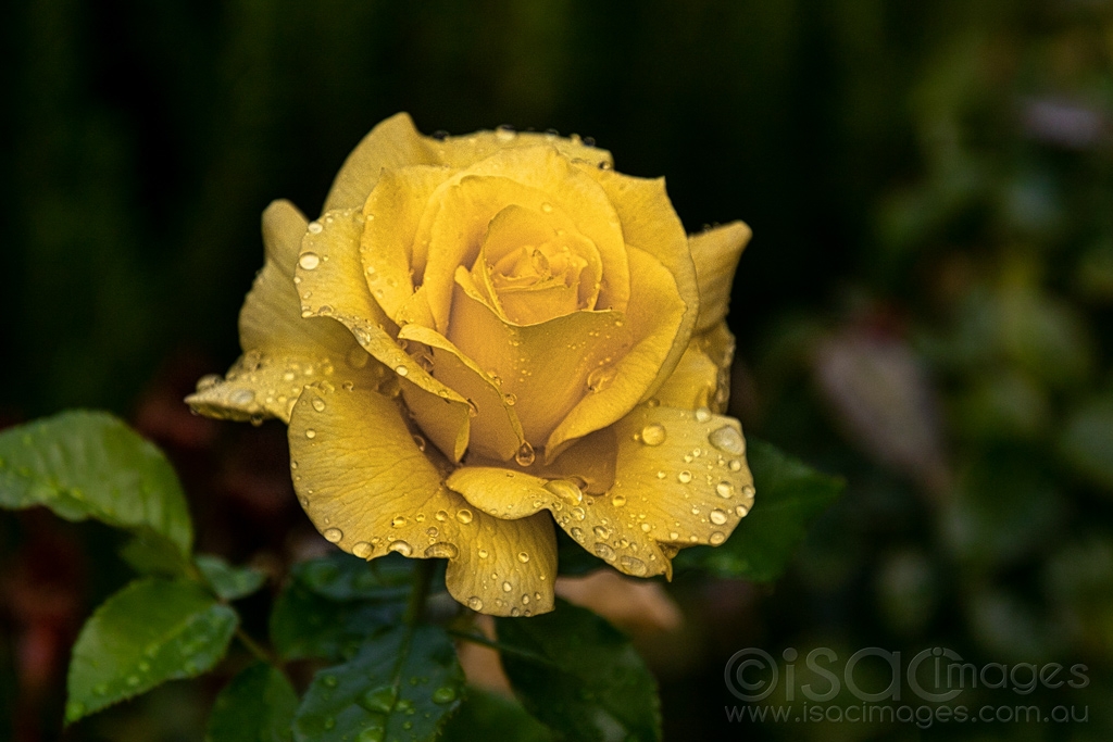 Click image for larger version

Name:	6539-Yellow_Rose-OR.jpg
Views:	59
Size:	383.8 KB
ID:	471081