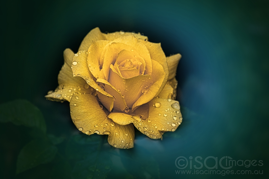 Click image for larger version

Name:	6539-Yellow_Rose.jpg
Views:	67
Size:	314.4 KB
ID:	471058