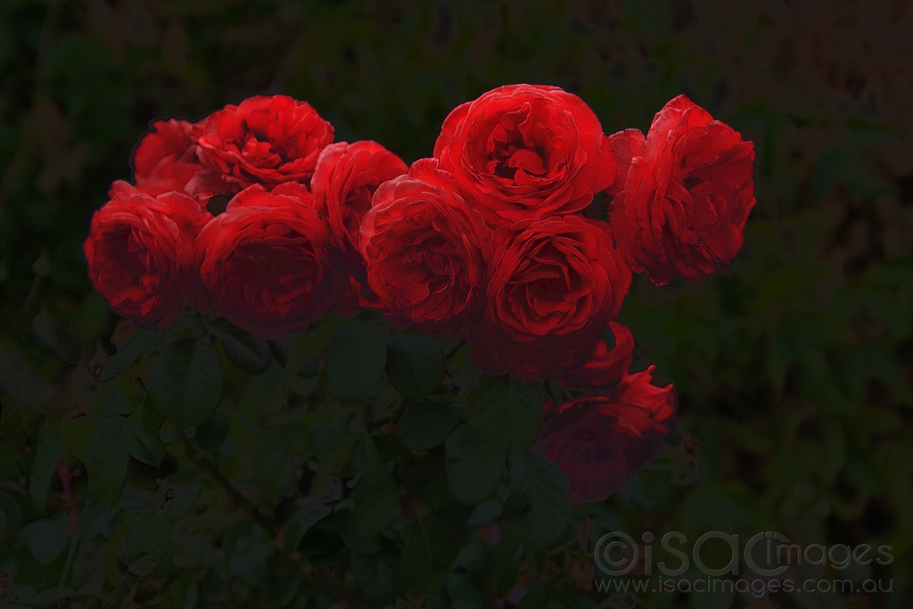 Click image for larger version

Name:	6599-Cottage_Roses.jpg
Views:	56
Size:	322.6 KB
ID:	471143