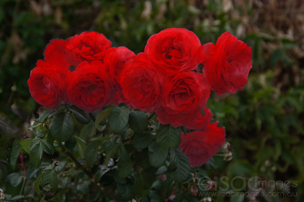 Click image for larger version

Name:	6599-Cottage_Roses-1.jpg
Views:	49
Size:	379.1 KB
ID:	471160