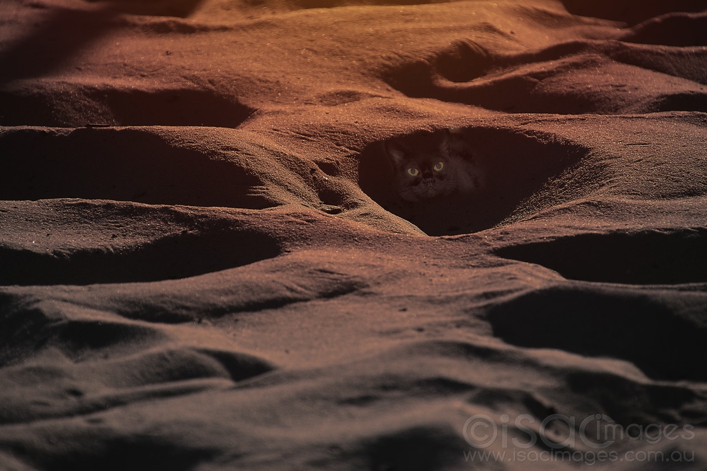 Click image for larger version

Name:	6780-Cat_Sand_Shadows_Sunset.jpg
Views:	36
Size:	440.2 KB
ID:	471270