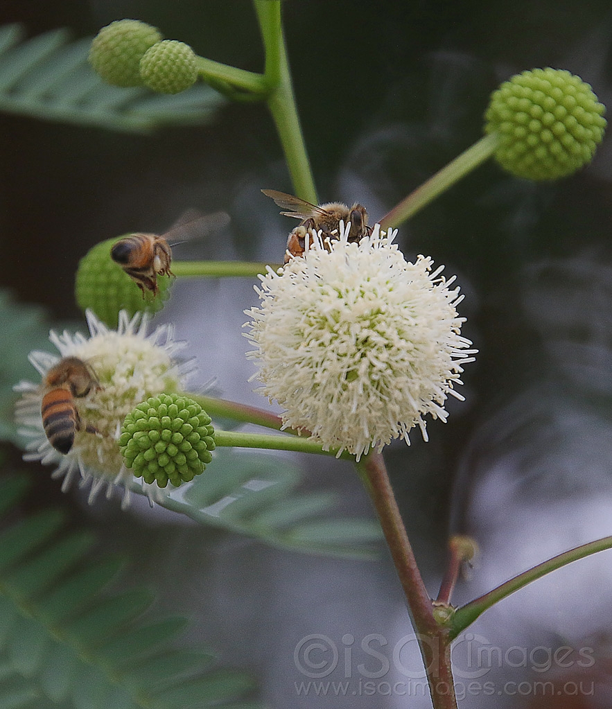 Click image for larger version

Name:	6107-Bee_Leucaena_leucocephala.jpg
Views:	54
Size:	538.8 KB
ID:	470985