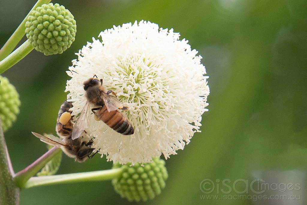 Click image for larger version

Name:	6096-Bees_Leucaena_leucocephala.jpg
Views:	58
Size:	458.1 KB
ID:	470984