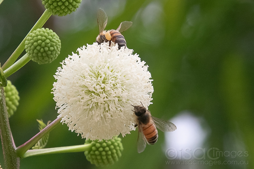 Click image for larger version

Name:	6091-Bees_Leucaena_leucocephala.jpg
Views:	48
Size:	474.3 KB
ID:	470983