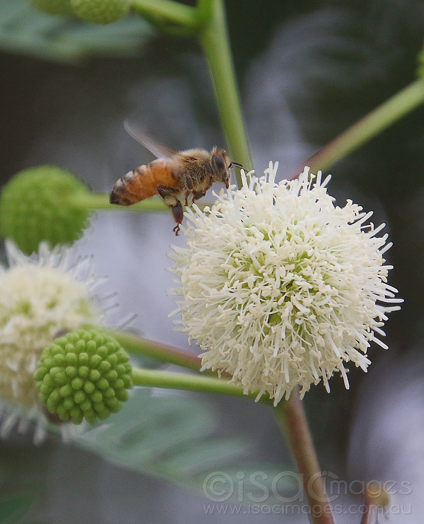 Click image for larger version

Name:	6110-Bee_Leucaena_leucocephala.jpg
Views:	52
Size:	507.0 KB
ID:	470986