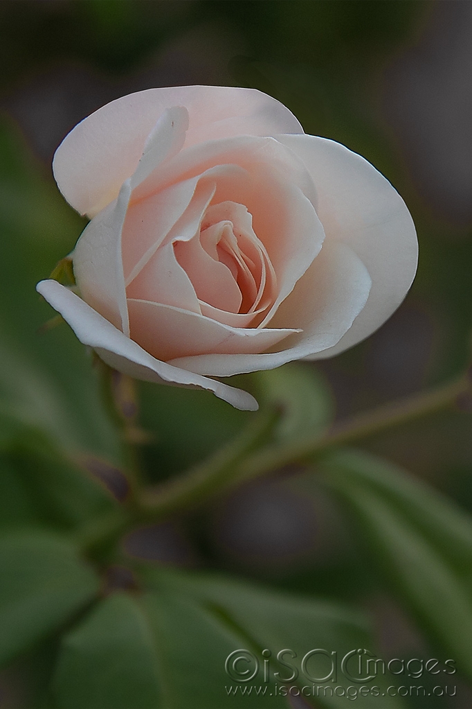 Click image for larger version

Name:	6295-Soft_Pink_Rose.jpg
Views:	31
Size:	338.8 KB
ID:	470844