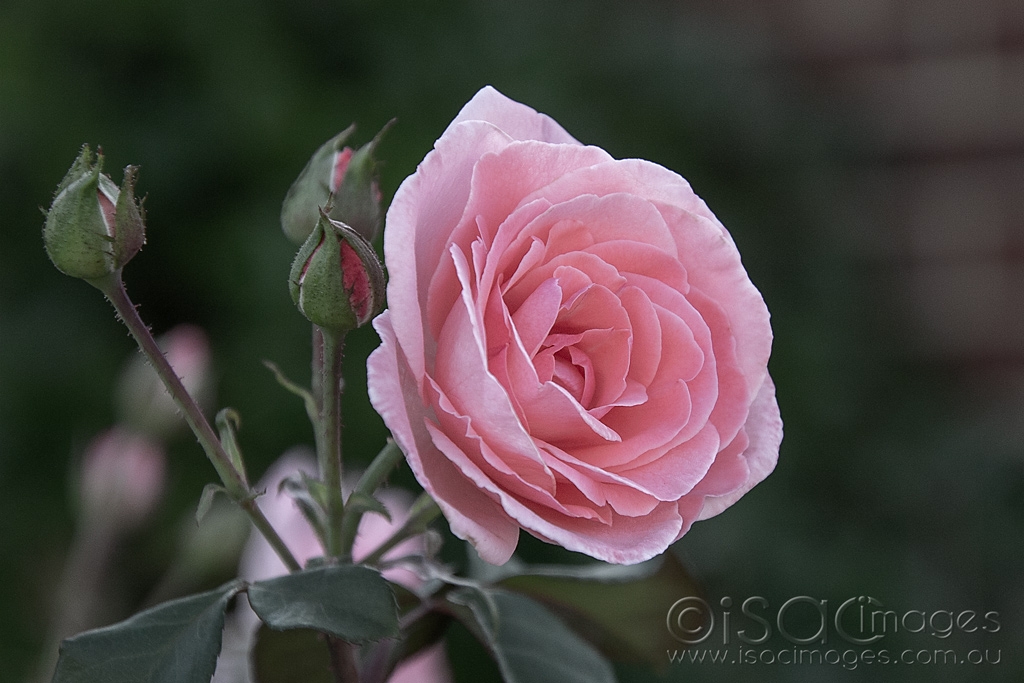 Click image for larger version

Name:	6280-Pink_Rose.jpg
Views:	31
Size:	388.5 KB
ID:	470845