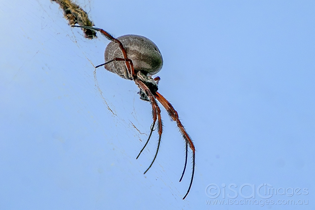 Click image for larger version

Name:	6530-Golden_Orb_Spider.jpg
Views:	42
Size:	374.5 KB
ID:	471060