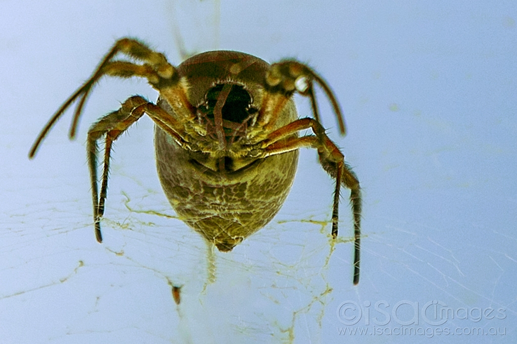 Click image for larger version

Name:	6523-Golden_Orb_Spider.jpg
Views:	34
Size:	398.2 KB
ID:	471061