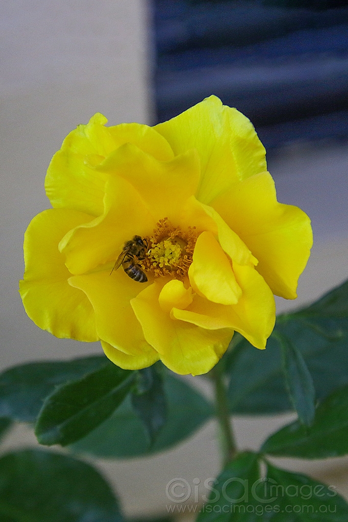 Click image for larger version

Name:	6753-Caccetta_Bee_Yellow_Rose.jpg
Views:	29
Size:	442.7 KB
ID:	471275