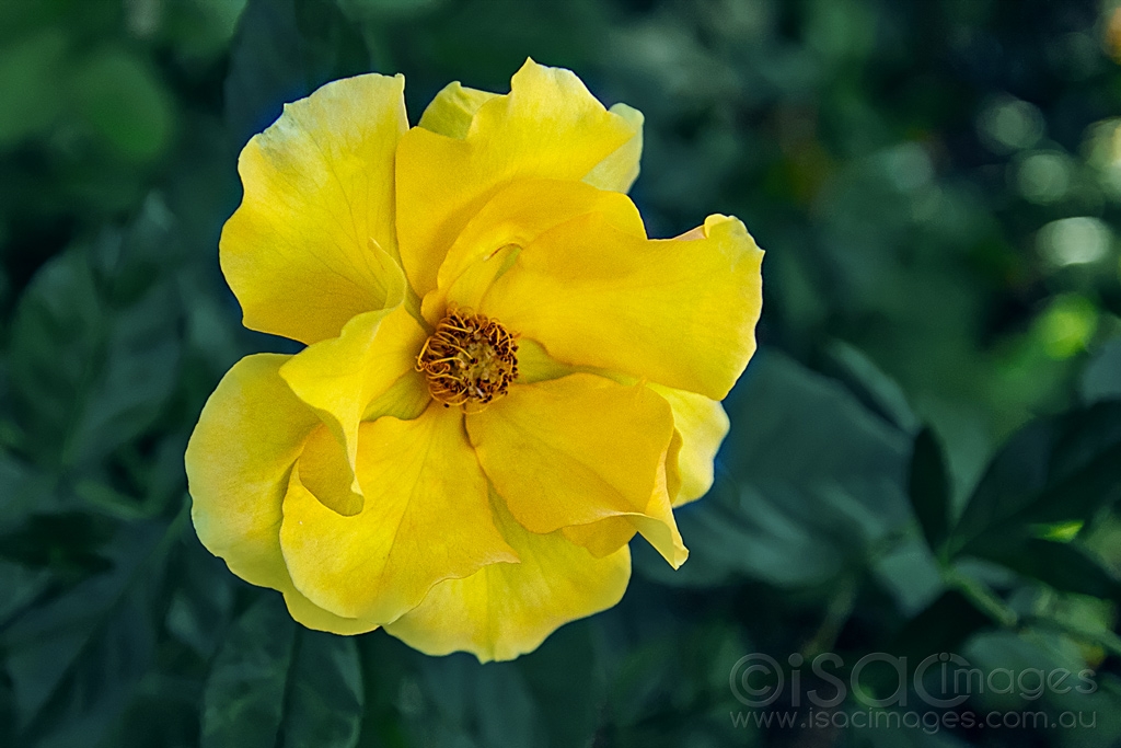 Click image for larger version

Name:	6745_Caccetta_Yellow_Rose.jpg
Views:	32
Size:	382.8 KB
ID:	471274