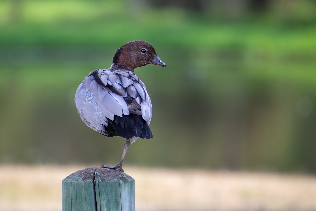 Click image for larger version

Name:	9345-Woodduck_Balancing_Act.jpg
Views:	48
Size:	291.4 KB
ID:	510419