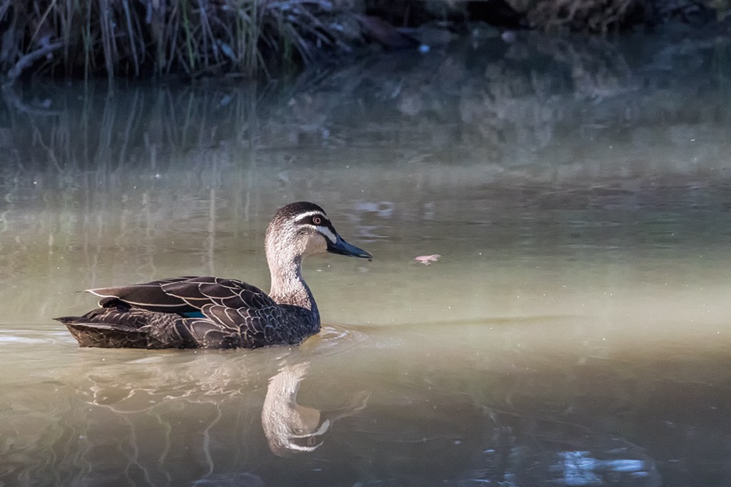 Click image for larger version

Name:	Mildura Trip 2019_0055.jpg
Views:	37
Size:	136.6 KB
ID:	466933