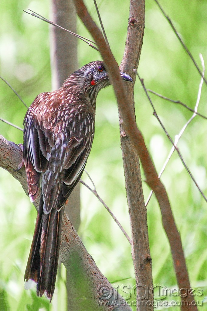 Click image for larger version

Name:	0032-Red Wattle Bird.jpg
Views:	56
Size:	197.5 KB
ID:	458796