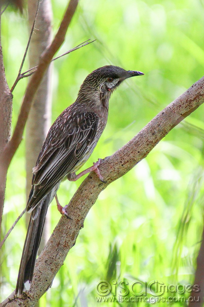 Click image for larger version

Name:	0026-Red Wattle Bird.jpg
Views:	67
Size:	175.6 KB
ID:	458799