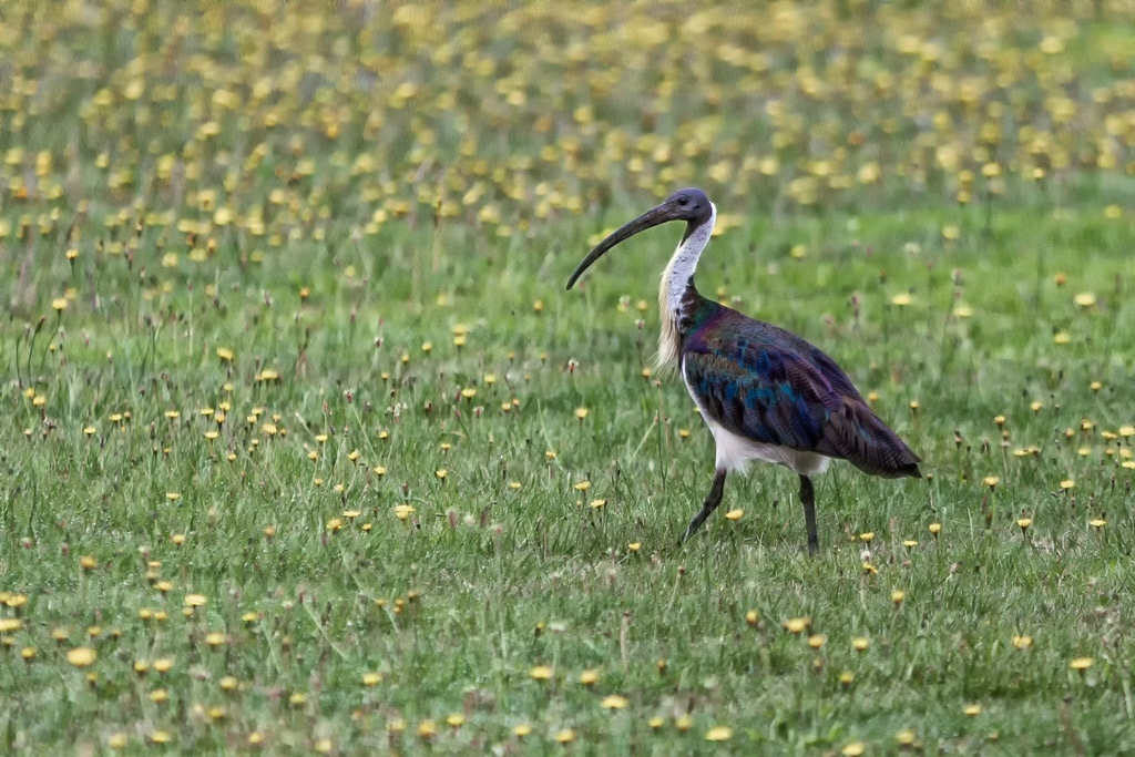 Click image for larger version

Name:	Straw Necked Ibis.jpg
Views:	42
Size:	501.4 KB
ID:	469816