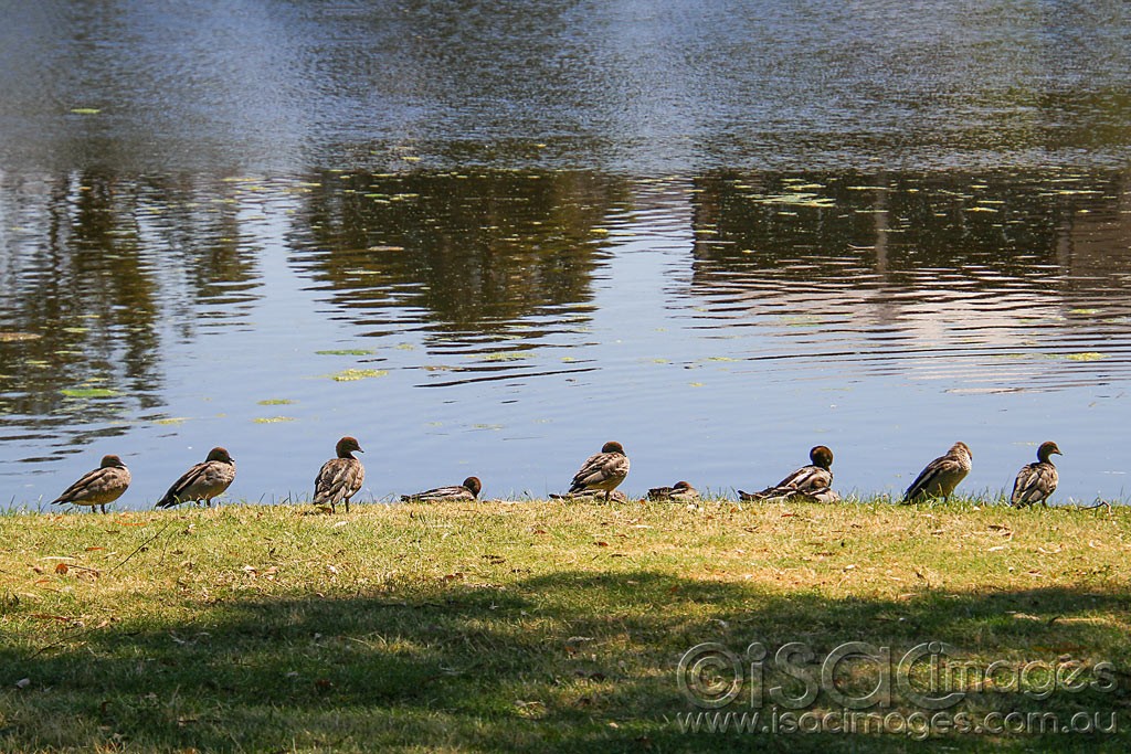 Click image for larger version

Name:	0002-Ducks-in-a-Row.jpg
Views:	50
Size:	268.6 KB
ID:	458795