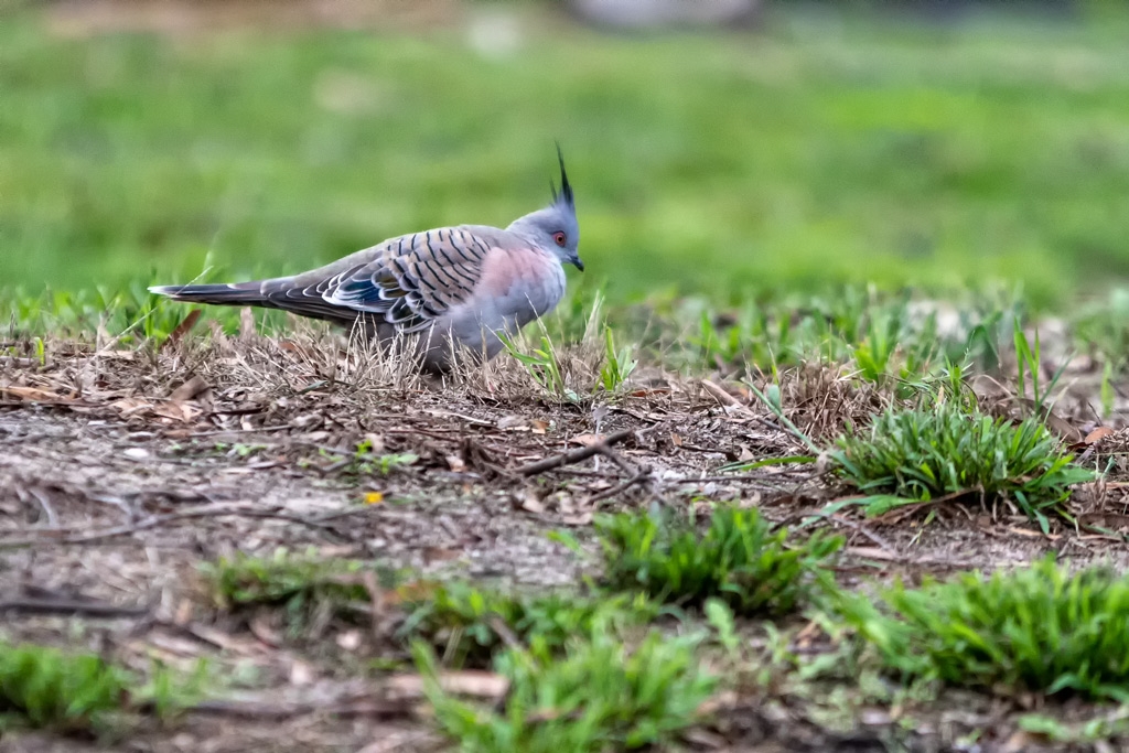 Click image for larger version

Name:	Crested Pigeon 2.jpg
Views:	41
Size:	456.1 KB
ID:	469813