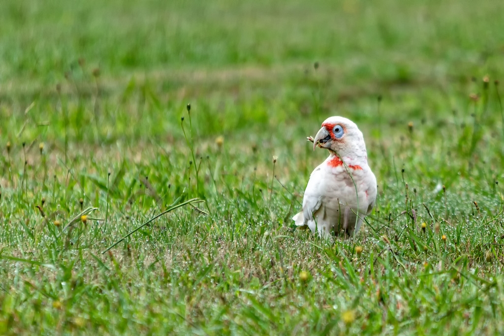 Click image for larger version

Name:	Long Billed Corella 1.jpg
Views:	50
Size:	461.5 KB
ID:	469812