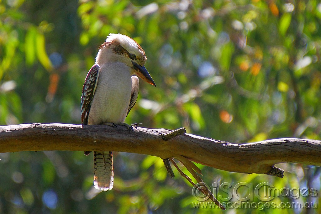 Click image for larger version

Name:	0013-Kookaburra.jpg
Views:	52
Size:	168.1 KB
ID:	458797