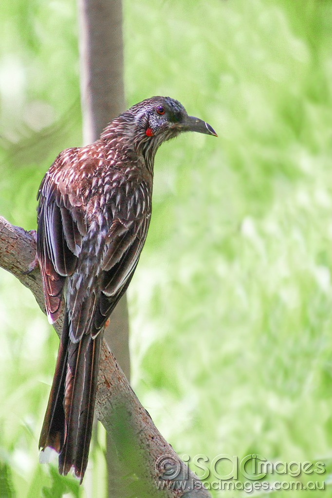 Click image for larger version

Name:	0032-Red-Wattle-Bird-E.jpg
Views:	45
Size:	154.9 KB
ID:	458887