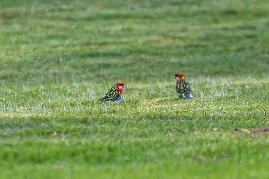 Click image for larger version

Name:	Eastern Rosella.jpg
Views:	41
Size:	411.6 KB
ID:	469814