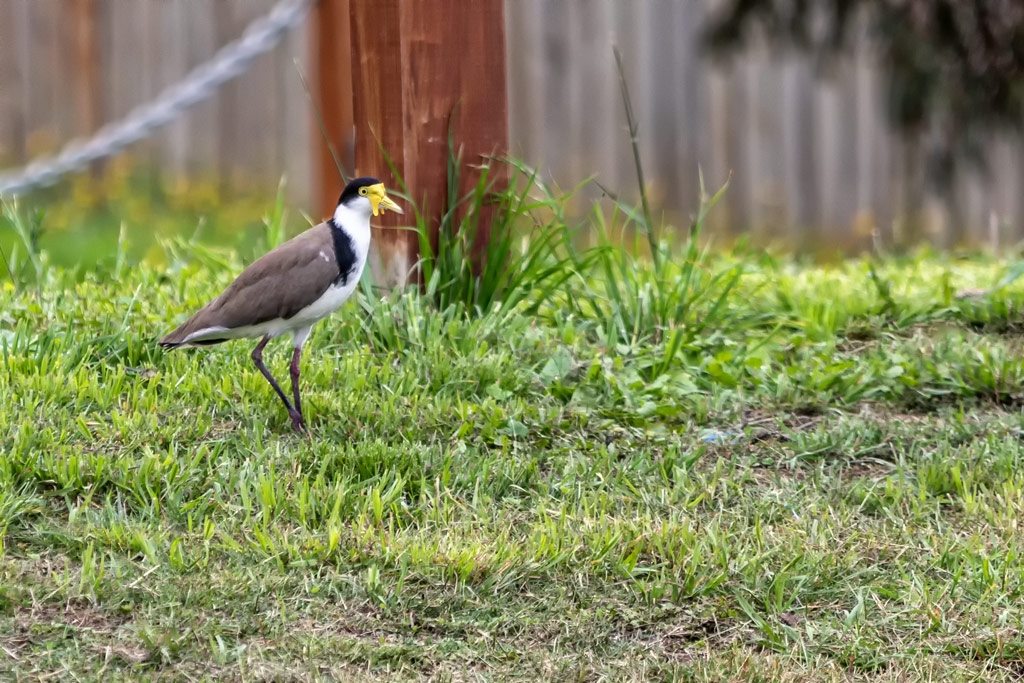 Click image for larger version

Name:	Masked Lapwing.jpg
Views:	43
Size:	554.3 KB
ID:	469818