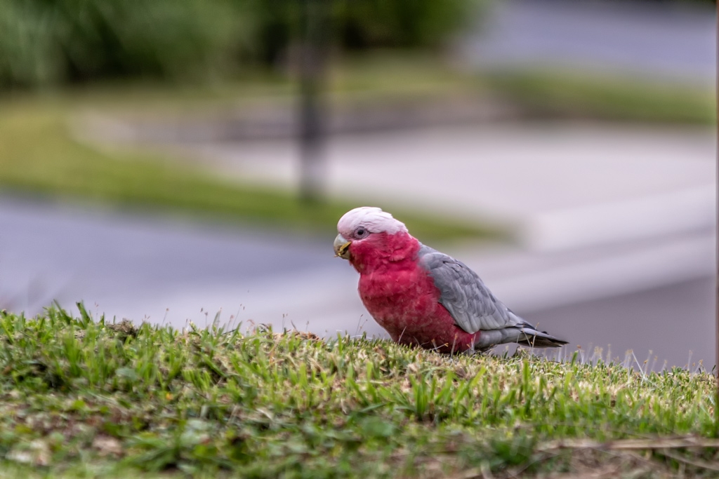 Click image for larger version

Name:	Galah 5.jpg
Views:	41
Size:	329.2 KB
ID:	469815