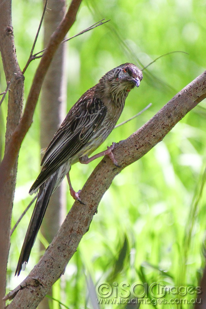 Click image for larger version

Name:	0024-Red Wattle Bird.jpg
Views:	52
Size:	181.3 KB
ID:	458798