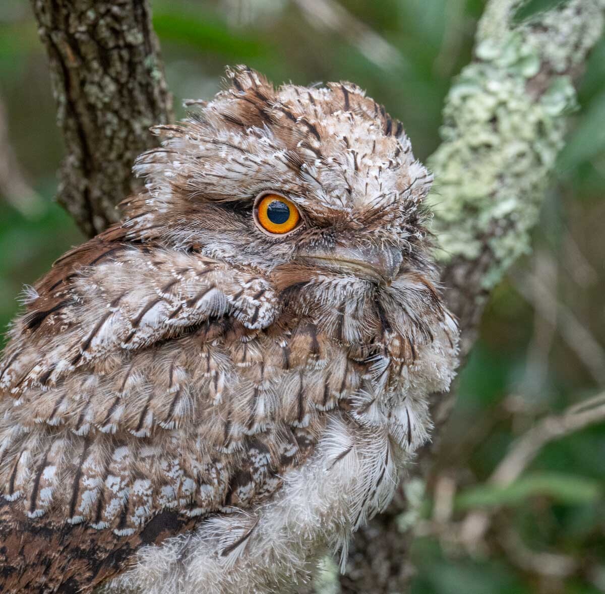 Click image for larger version

Name:	20241214_Frogmouths_0010.jpg
Views:	19
Size:	313.7 KB
ID:	510739