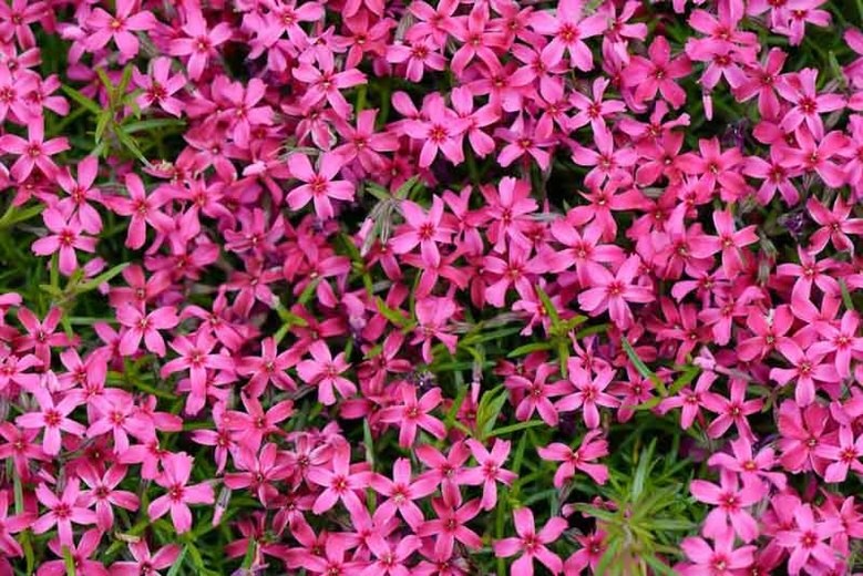 Click image for larger version

Name:	Herb moss pink -2.jpg
Views:	53
Size:	159.3 KB
ID:	464119